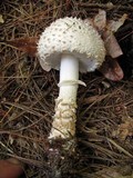 Amanita chrysoblema image