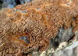 Hydnoporia olivacea image