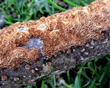 Hydnoporia olivacea image