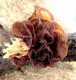 Exidia crenata image