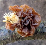 Exidia crenata image