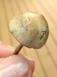 Panaeolus fimicola image