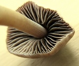 Panaeolus fimicola image