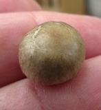 Panaeolus fimicola image