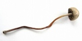 Panaeolus fimicola image
