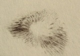 Panaeolus fimicola image
