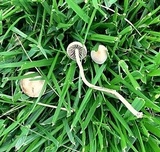 Panaeolus fimicola image