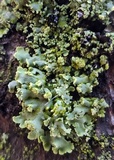 Physciella chloantha image