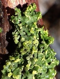 Physciella chloantha image