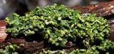 Physciella chloantha image