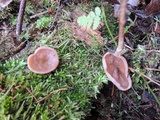 Discina ancilis image