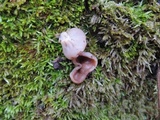 Discina ancilis image