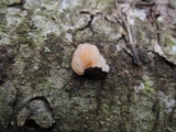 Tremella encephala image
