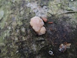 Tremella encephala image