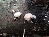 Tremella encephala image