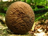 Xerula furfuracea image