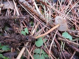 Strobilurus esculentus image