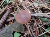 Strobilurus esculentus image