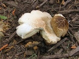 Pluteus petasatus image