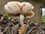 Pluteus petasatus image