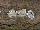 Kretzschmaria deusta image
