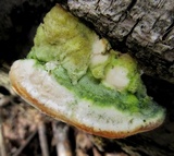 Cerrena unicolor image