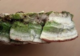 Cerrena unicolor image