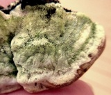 Cerrena unicolor image