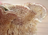 Cerrena unicolor image