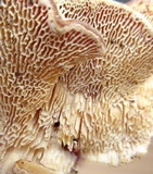 Cerrena unicolor image