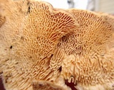 Cerrena unicolor image