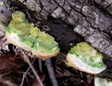 Cerrena unicolor image