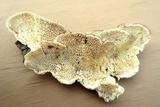 Cerrena unicolor image
