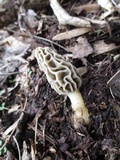 Morchella diminutiva image