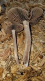 Panaeolus cinctulus image