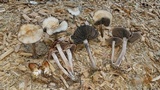Panaeolus cinctulus image