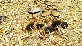 Panaeolus cinctulus image