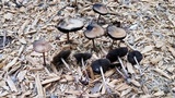 Panaeolus cinctulus image