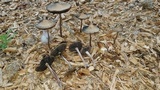 Panaeolus cinctulus image