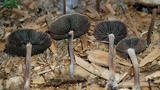 Panaeolus cinctulus image