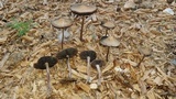 Panaeolus cinctulus image