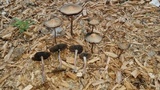Panaeolus cinctulus image