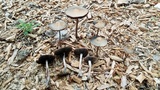 Panaeolus cinctulus image