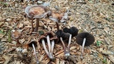 Panaeolus cinctulus image