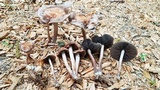 Panaeolus cinctulus image