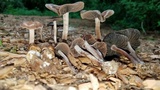 Panaeolus cinctulus image