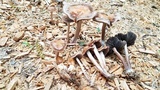 Panaeolus cinctulus image