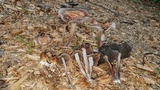 Panaeolus cinctulus image