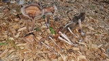 Panaeolus cinctulus image