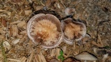 Panaeolus cinctulus image